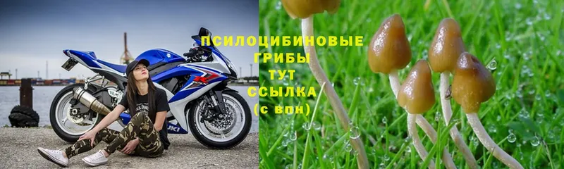 Галлюциногенные грибы Psilocybe  где купить наркоту  Шагонар 